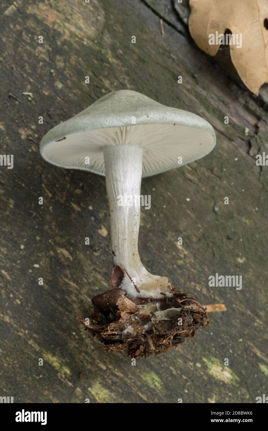 The cap, stem and, volva of the aniseed toadstool or clitocybe odora mushroom. Stock Photo