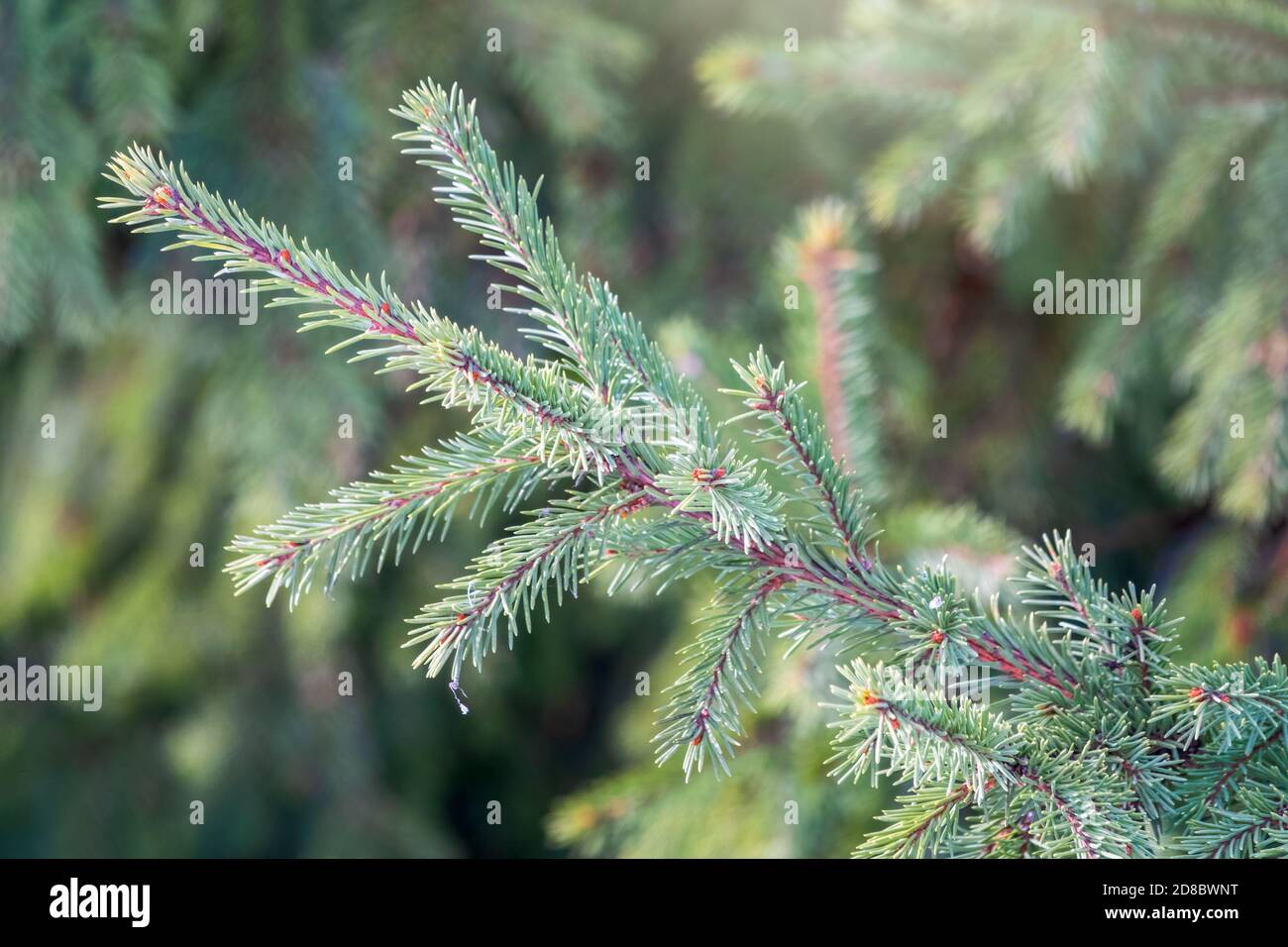 Green fir branches in winter at sunset. Branches of fir tree as ...