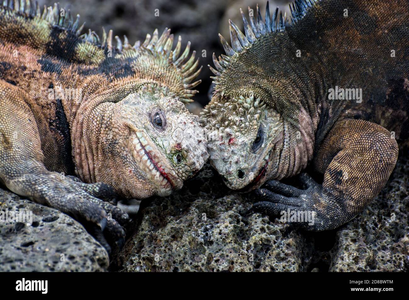 Two male marine iguanas (Amblyrhynchus cristatus) fighting over territory by butting their heads together. Stock Photo