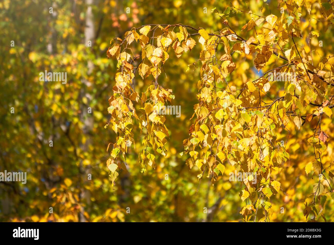 Birch branches with yellow leaves in autumn, in the light of sunset ...