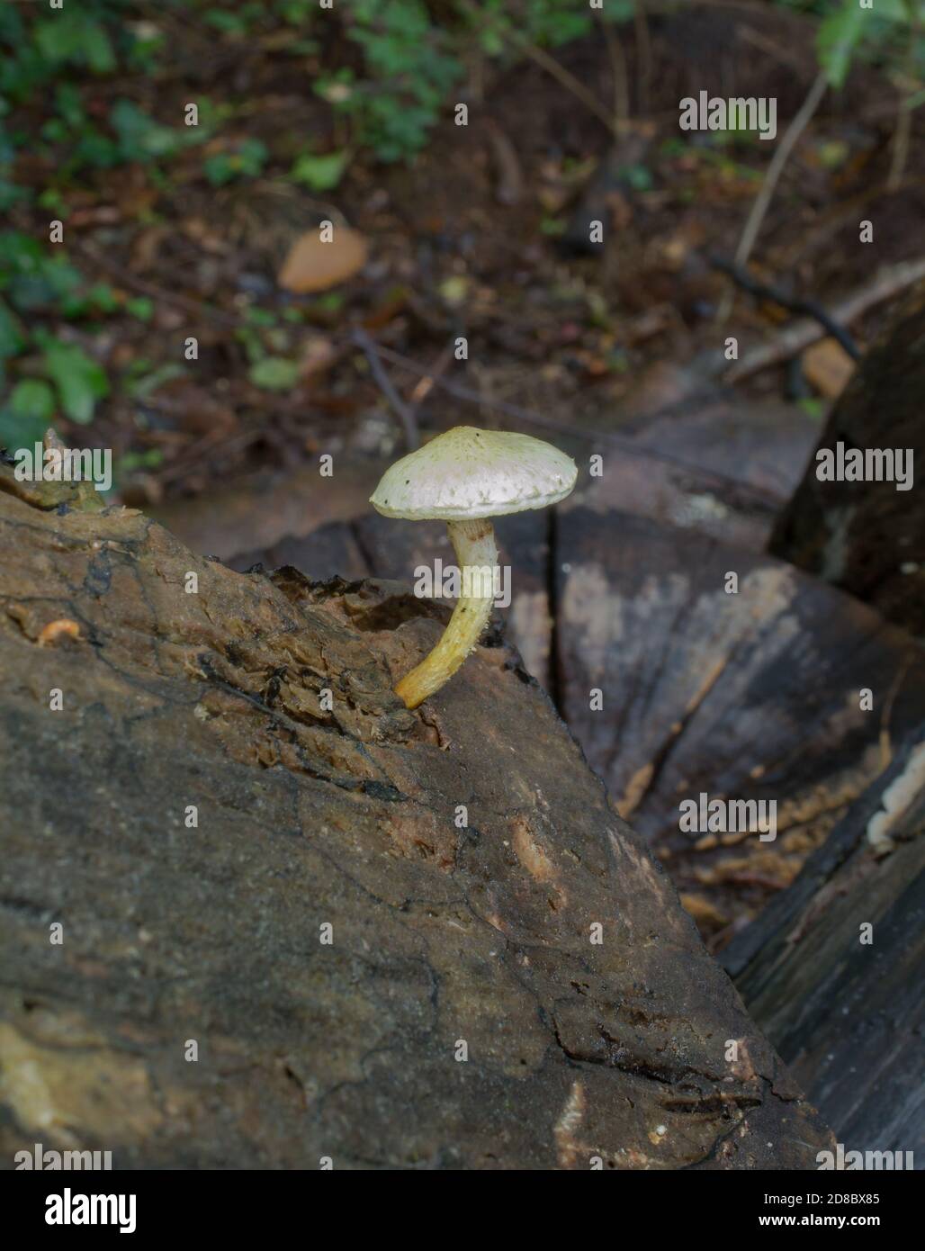 Possibly the scaly lentinus or neolentinus lepideus growing on a dead trees stump. Stock Photo
