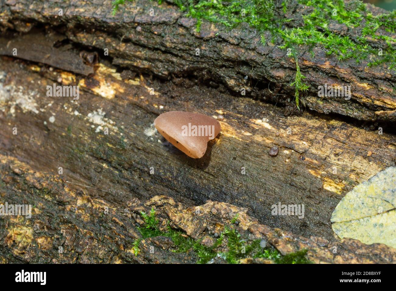 The young jelly ear or auricularia auricula growing on a fallen tree. Stock Photo