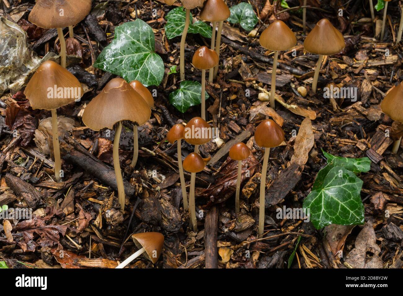 The liberty cap or psilocybe semilanceata growing in deep leaf litter in damp woodland. Stock Photo