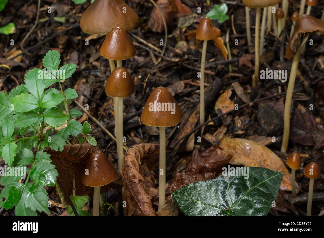 A group of liberty cap mushrooms or psilocybe semilanceata growing in October woodland. Stock Photo