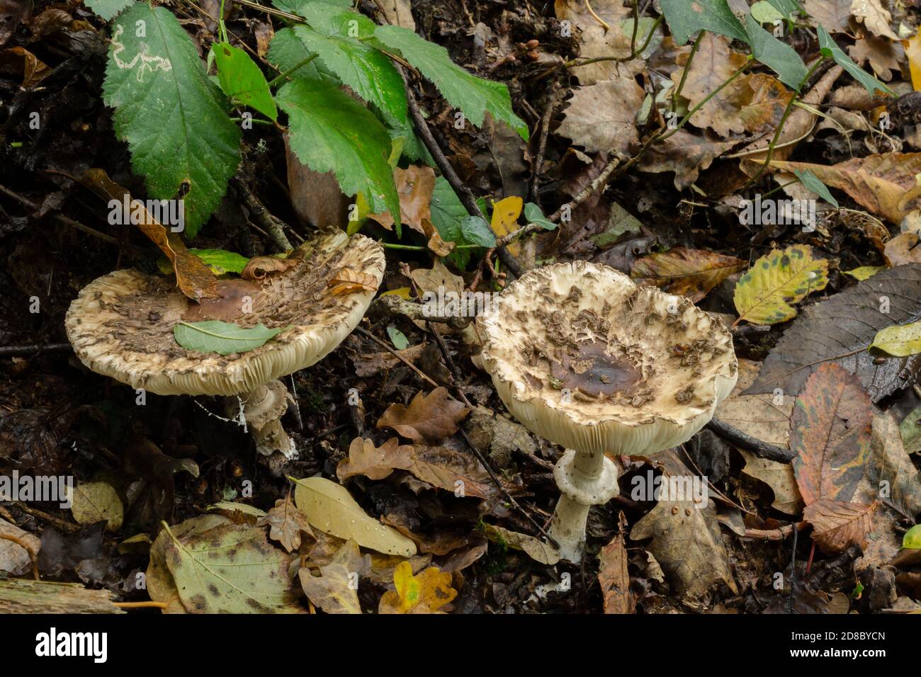 A pair of freckled dapperling mushrooms or echinoderma asperum growing in damp leaf litter. Stock Photo