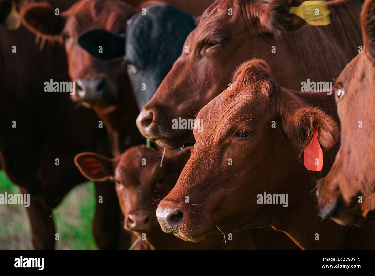 Close up of dairy cow in a farm. Herd of cows Stock Photo - Alamy