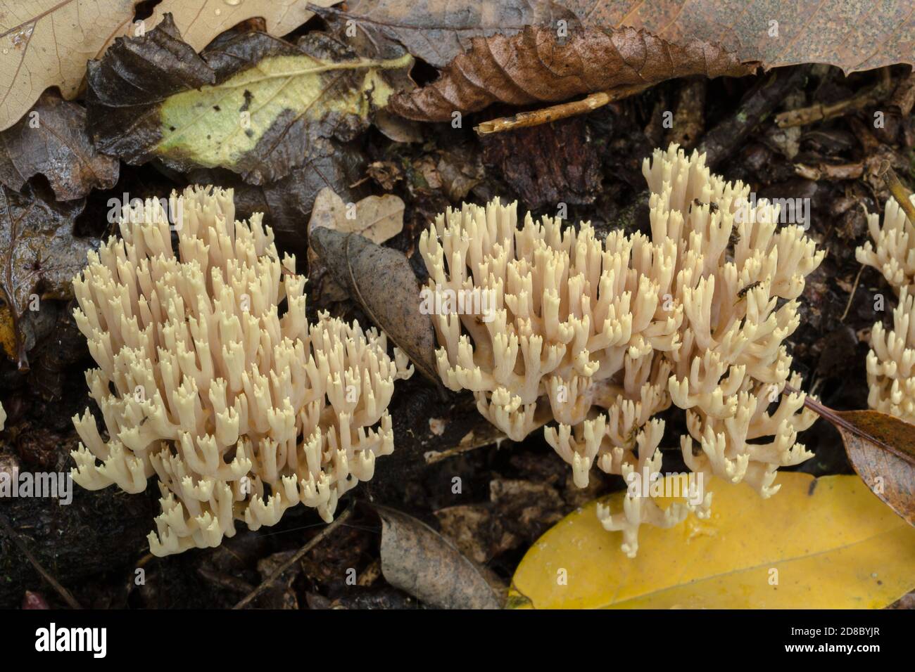 Two groups of crown-tipped mushrooms or artomyces pyxidatus growing on a partly decayed branch in wet, heavy woodland. Stock Photo