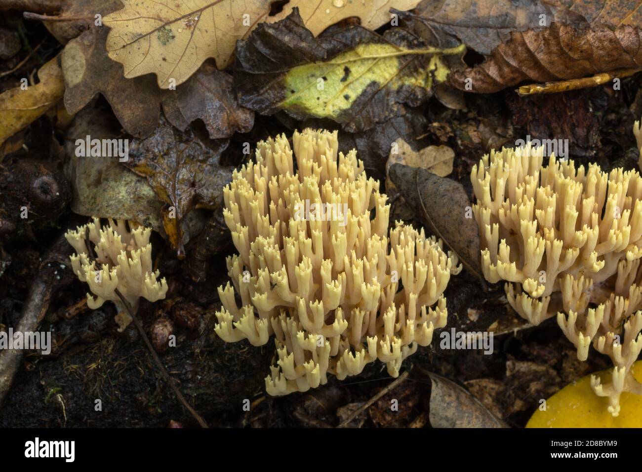A group of coral fungus or artomyces pyxidatus growing in some profusion in wet, heavy woodland. Stock Photo