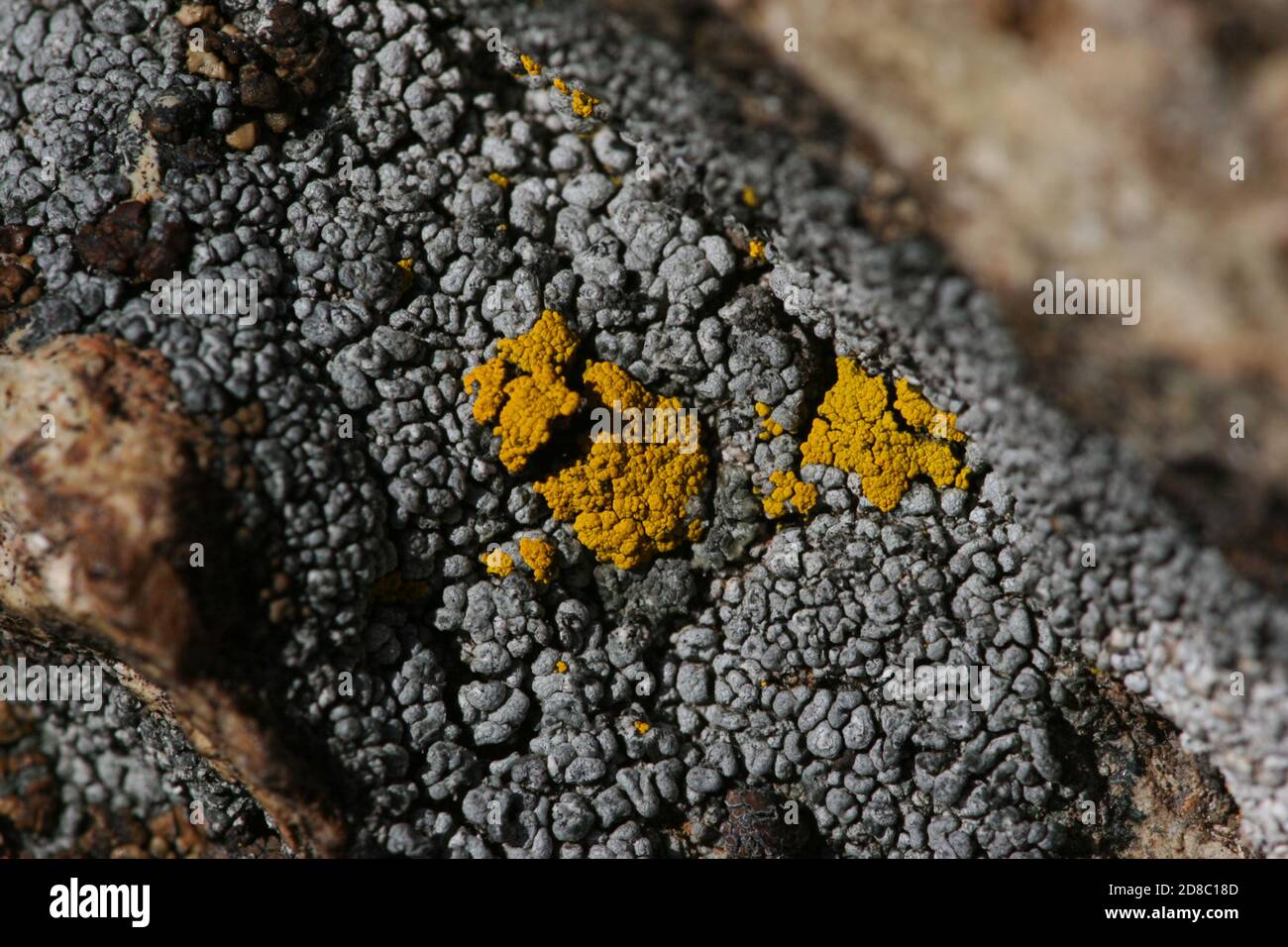 Lichen are thallophytic plantlike organisms that consist of a symbiotic association of algae or cyanobacteria and fungi. Lichens are found worldwide. Stock Photo