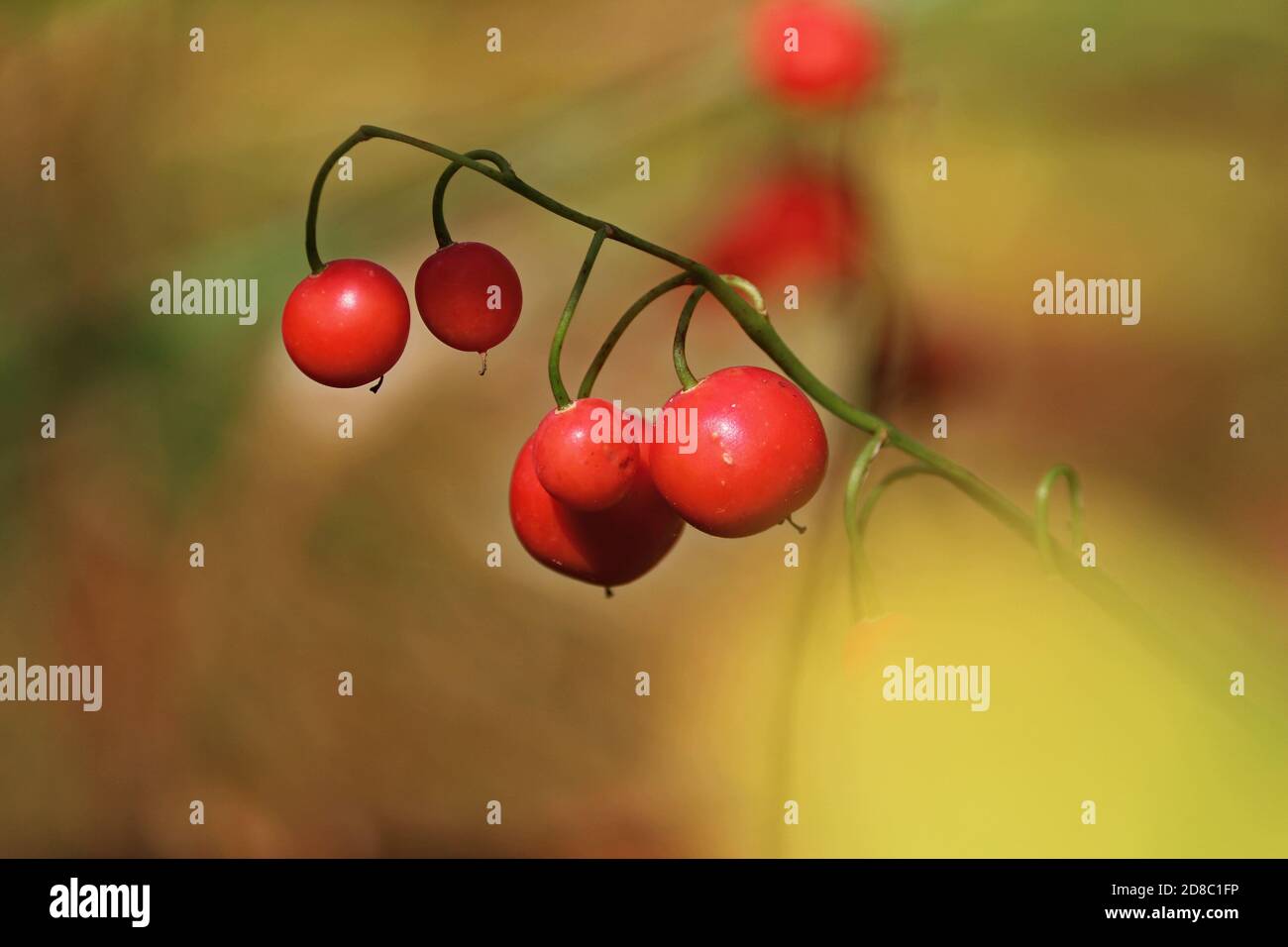 Bright orange lily of the valley fruits hang on a green stem and glisten in sun in forest on a sunny autumn day. Red berries of lily of the valley Stock Photo