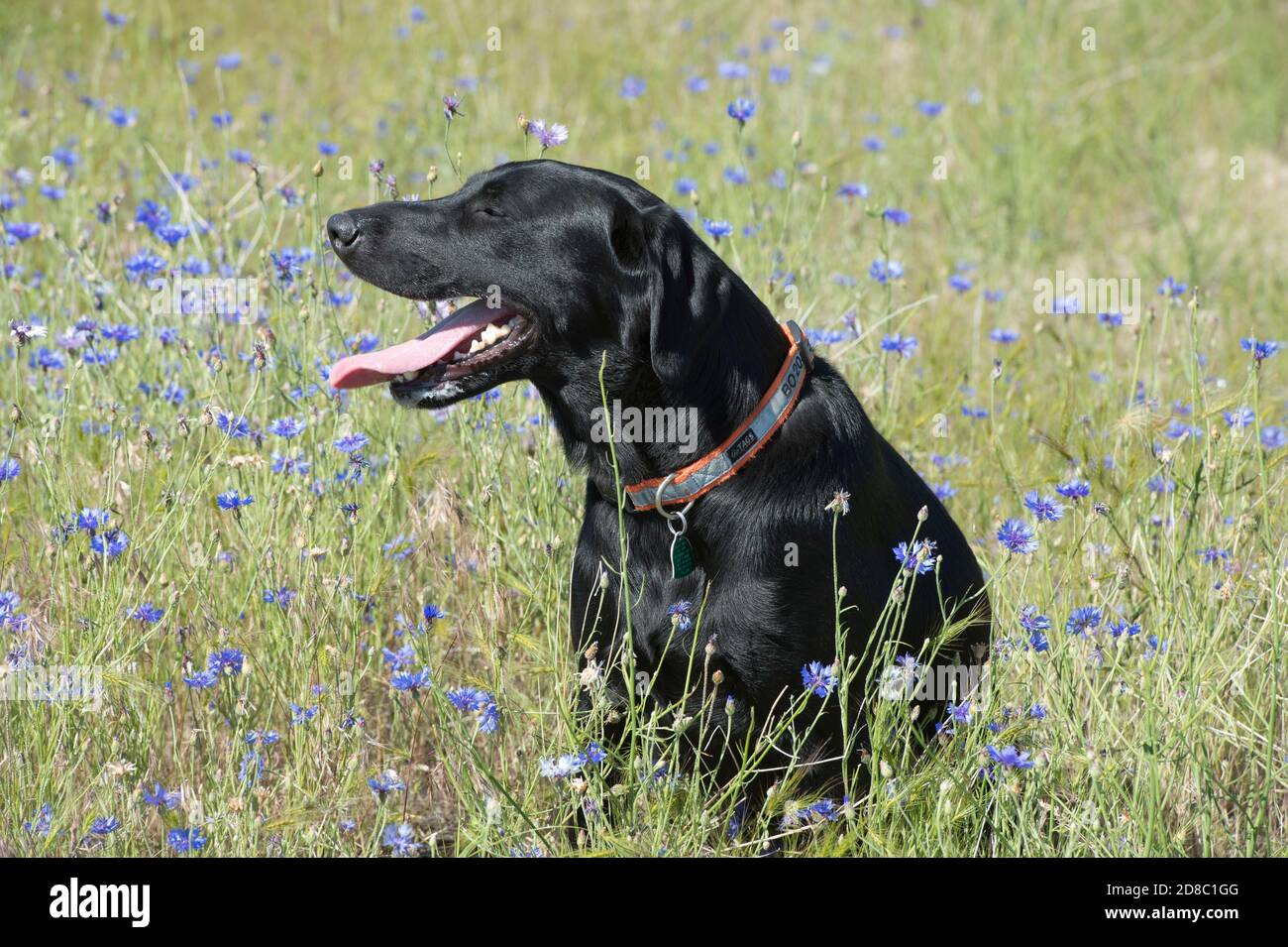 Black Labrador retriever sitting in field of bachelor buttons Stock Photo