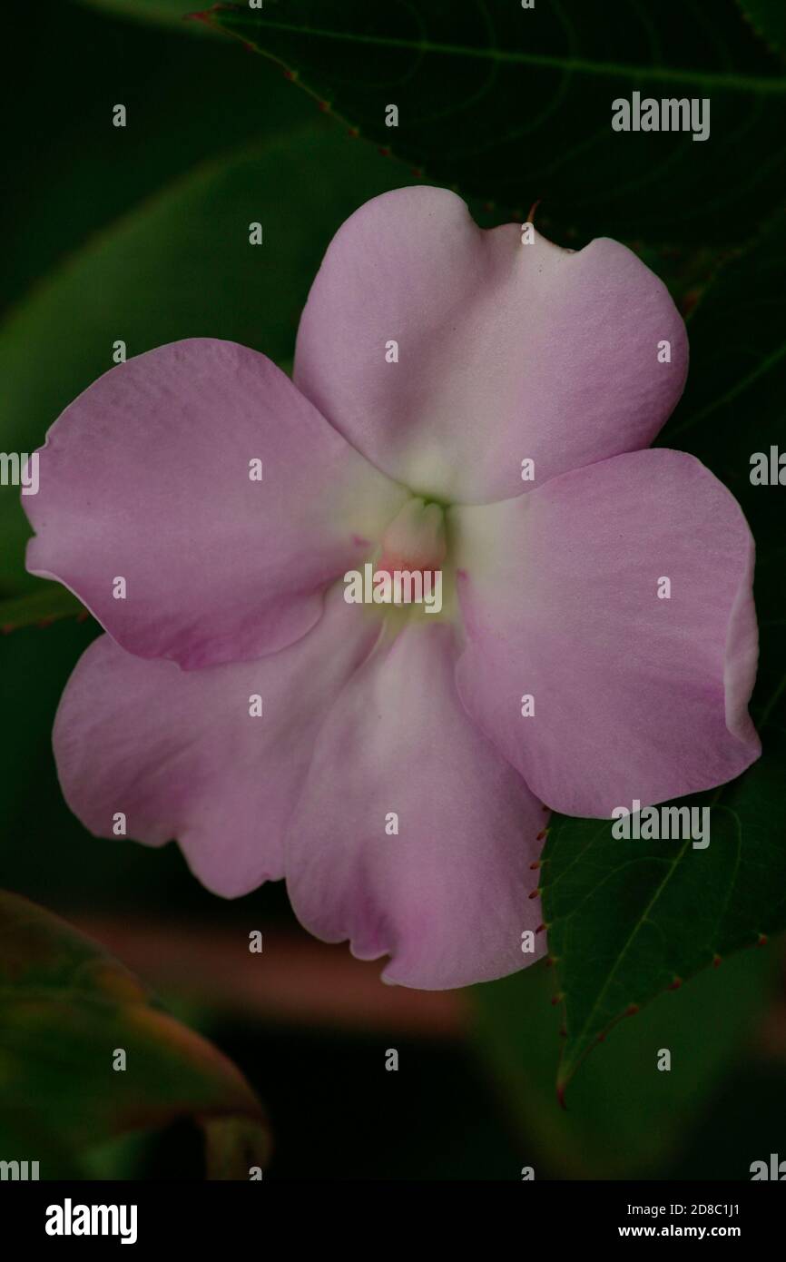 Impatiens can be annuals or evergreen perennials, with fleshy stems bearing toothed leaves and solitary or clustered, spurred, 5-petalled flowers Stock Photo