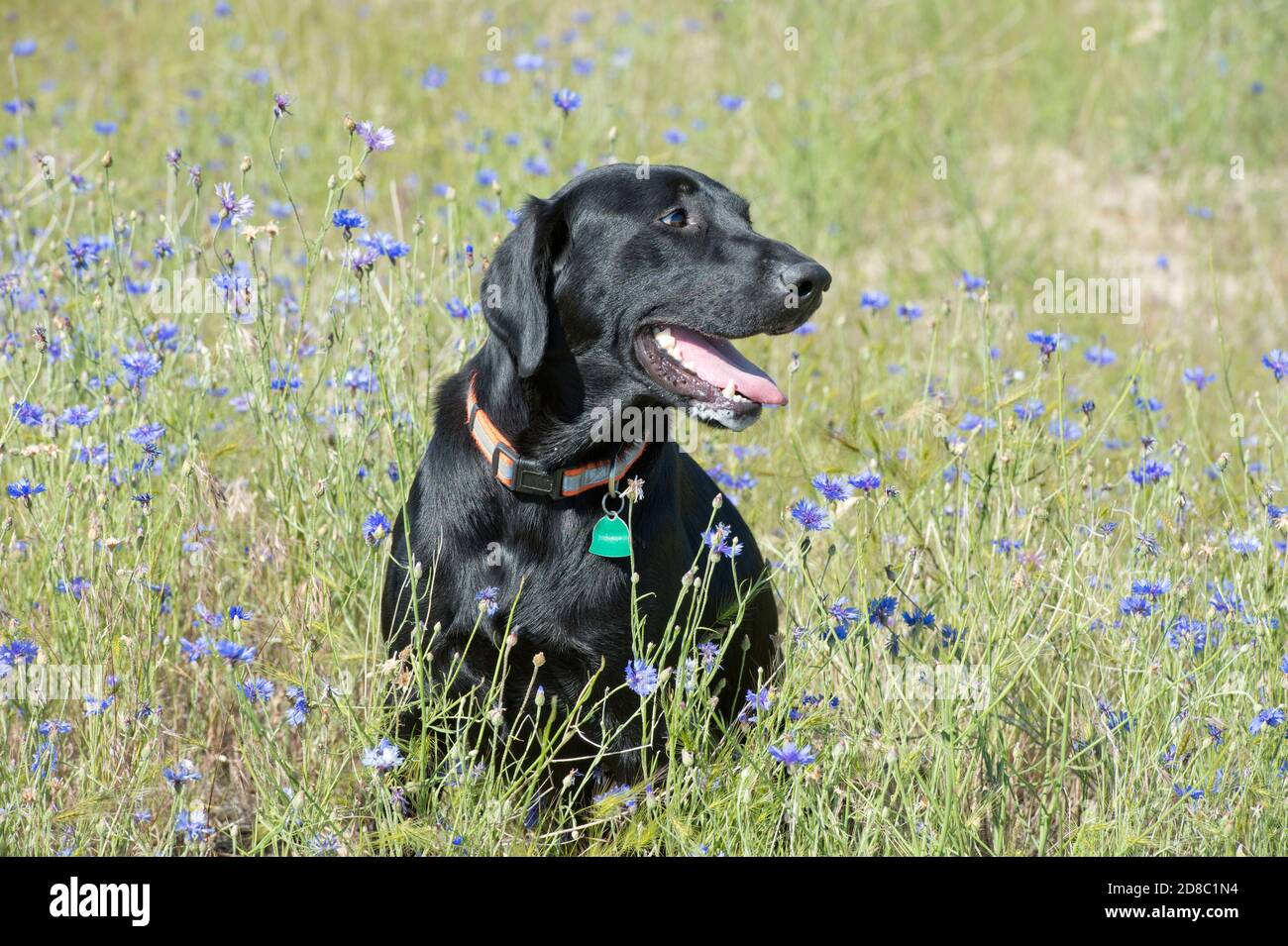 Black Labrador retriever sitting in a field of bachelor buttons Stock Photo