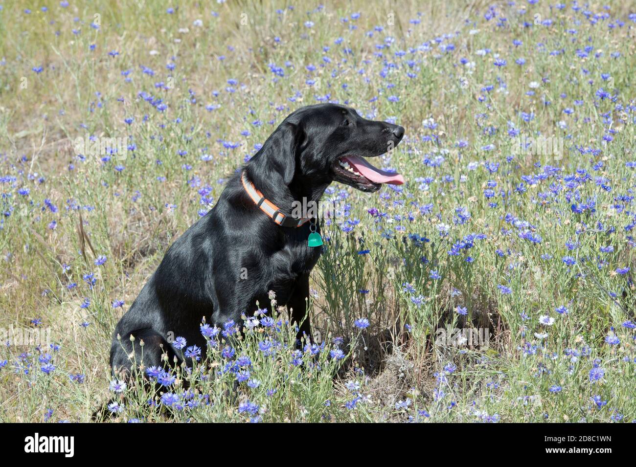 Black Labrador retriever sitting in a field of bachelor buttons Stock Photo