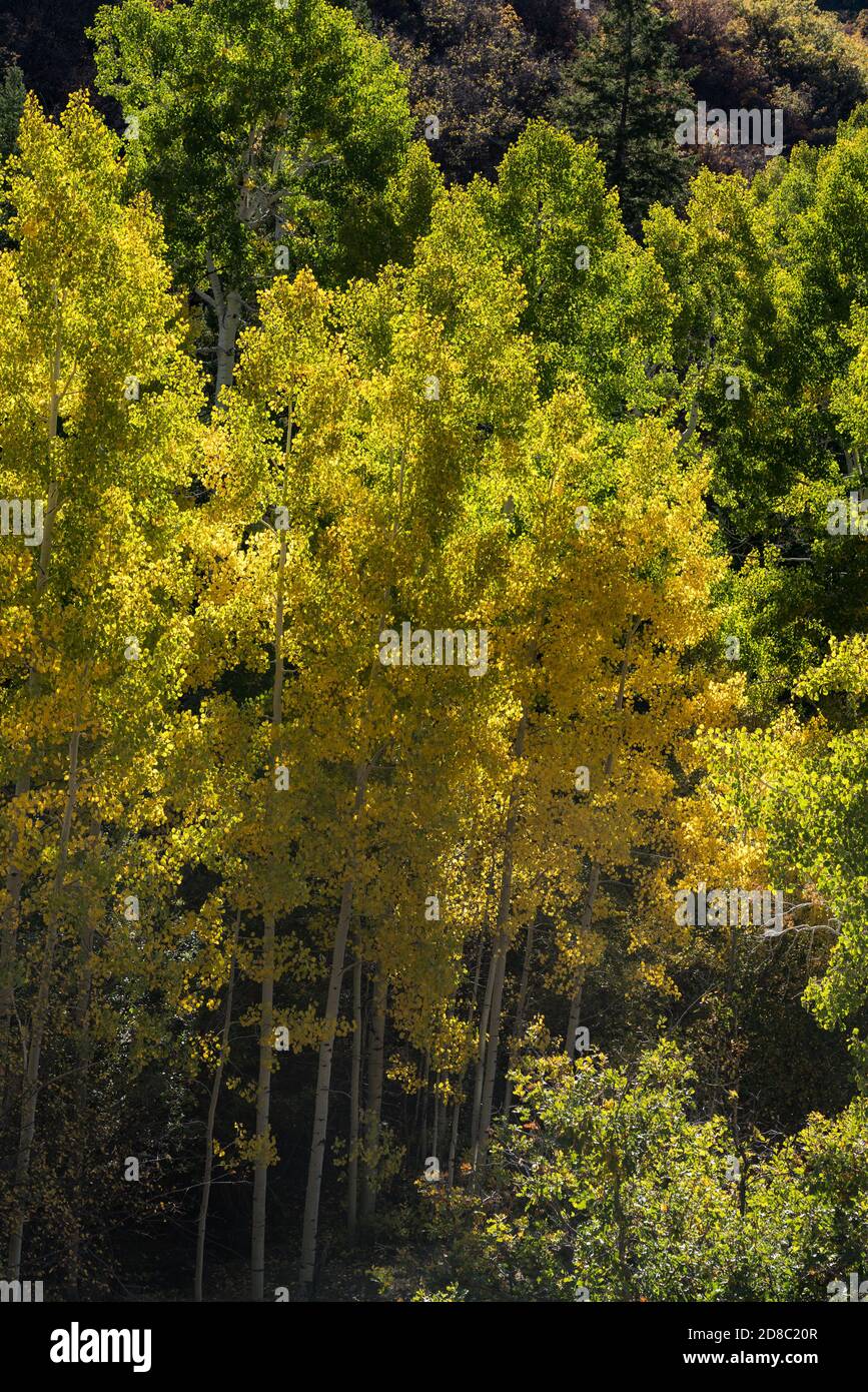 Quaking aspen trees in fall colors in the Manti-La Sal National Forest near Moab, Utah. Stock Photo