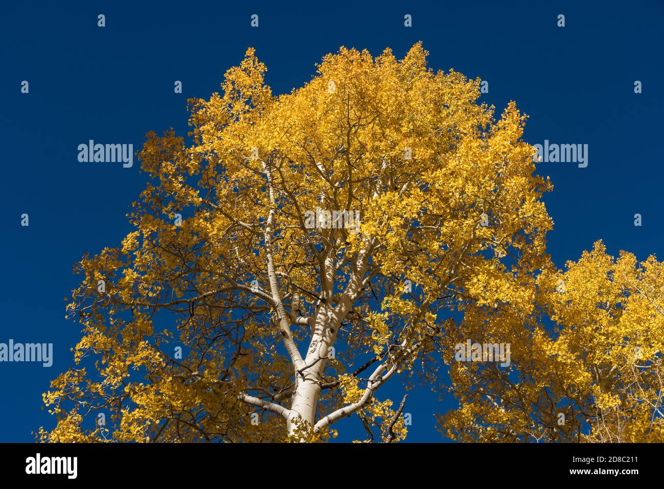 Quaking aspen trees in fall colors in the Manti-La Sal National Forest near Moab, Utah. Stock Photo