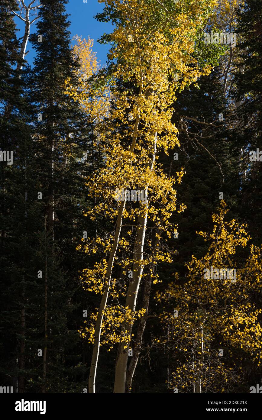 Quaking aspen trees in fall colors in the MantiLa Sal National Forest