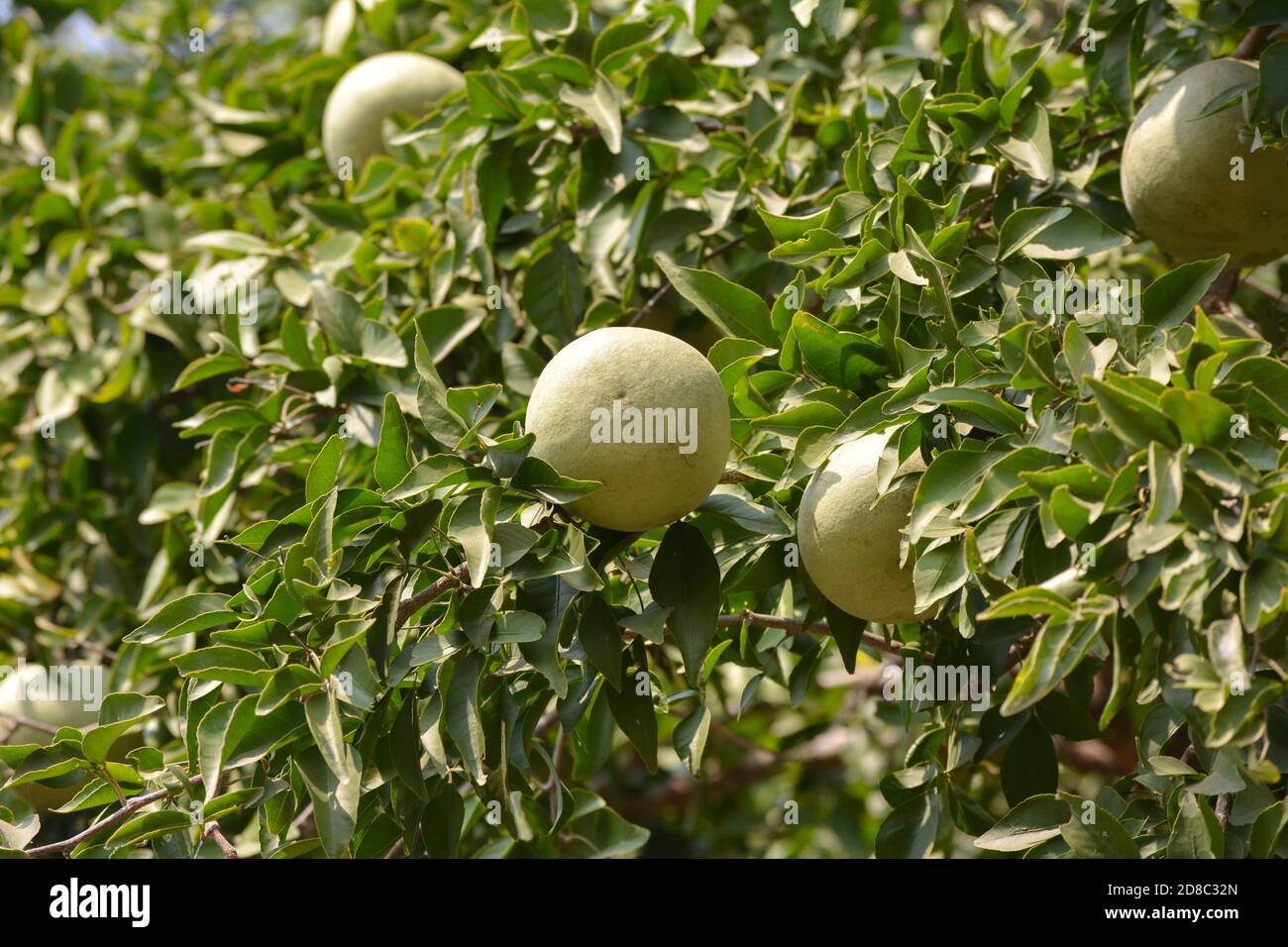 Aegle marmelos or indian bael fruit on the tree Stock Photo - Alamy