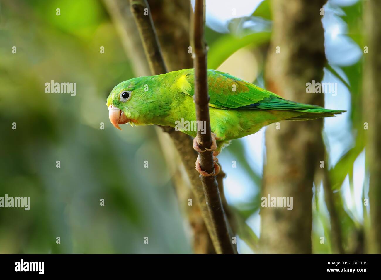 Orange-chinned parakeet (Brotogeris jugularis) sitting in a tree, Costa Rica Stock Photo