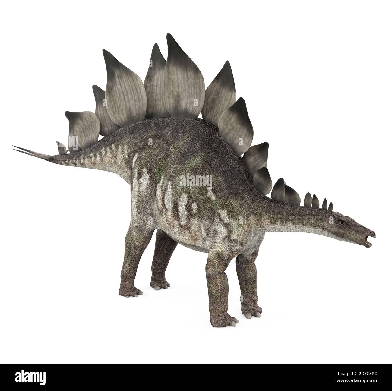Stegosaurus Dinosaur Isolated Stock Photo
