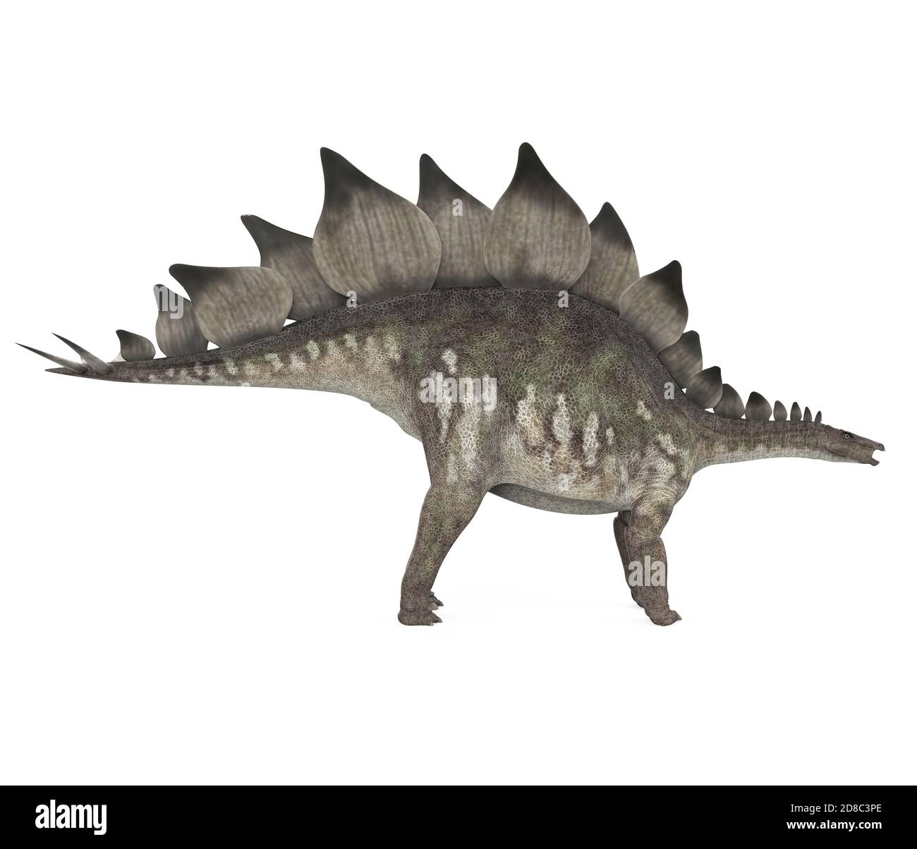 Stegosaurus Dinosaur Isolated Stock Photo