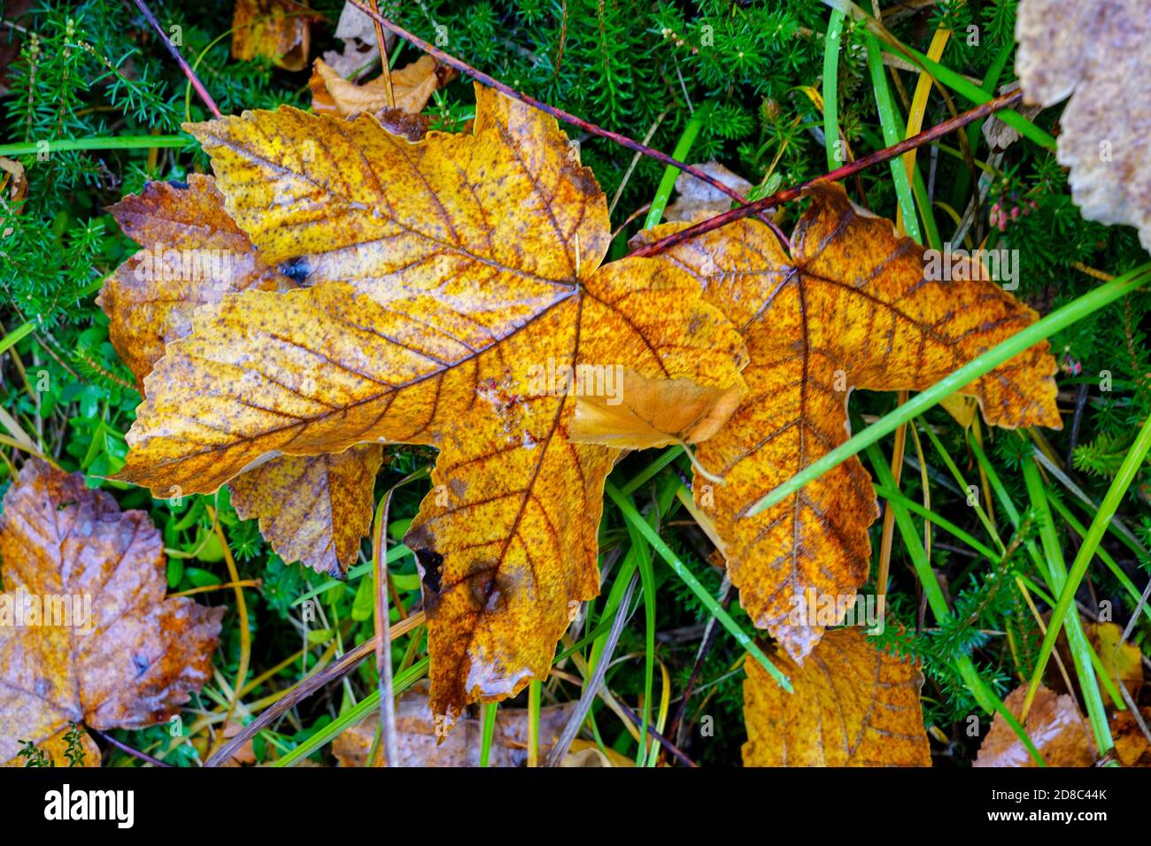 High angle shot of dried maple leaves on the ground during a rainy day ...