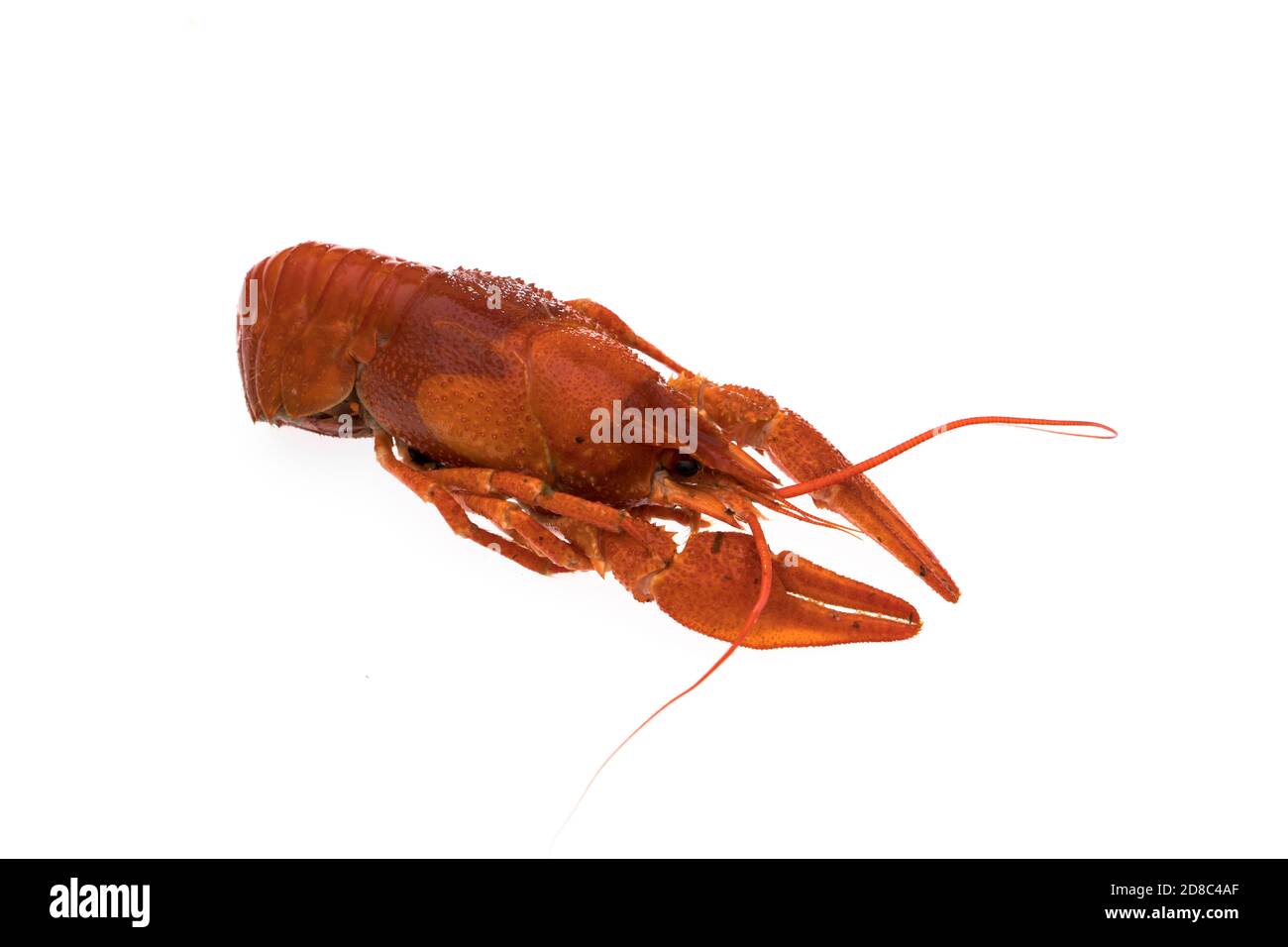 Crayfish, boiled, cooked, red on white background Stock Photo