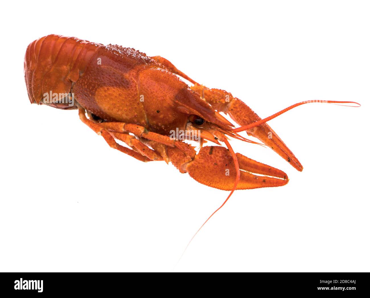 Crayfish, boiled, cooked, red on white background Stock Photo