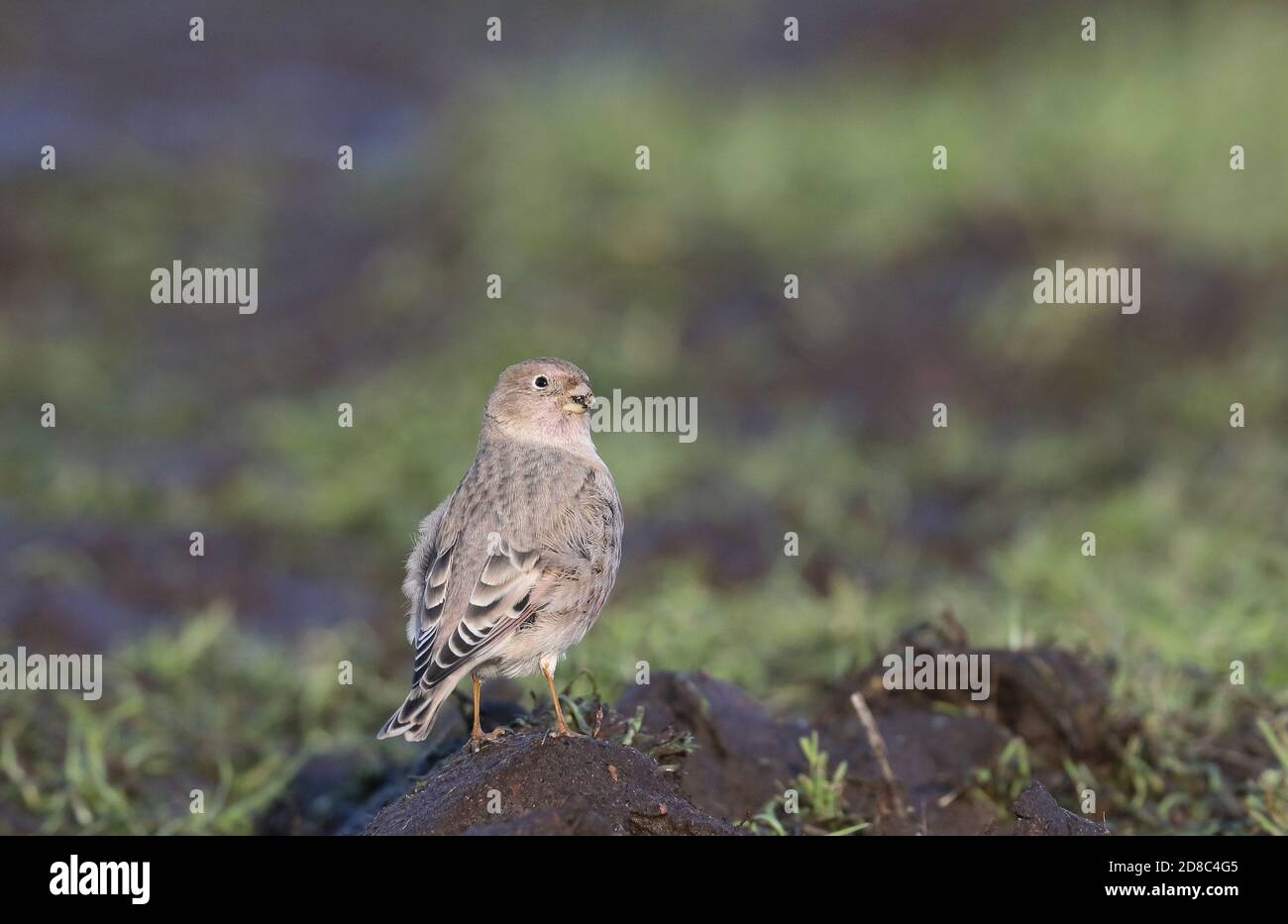Mongolian finch, foraging on ground Stock Photo - Alamy