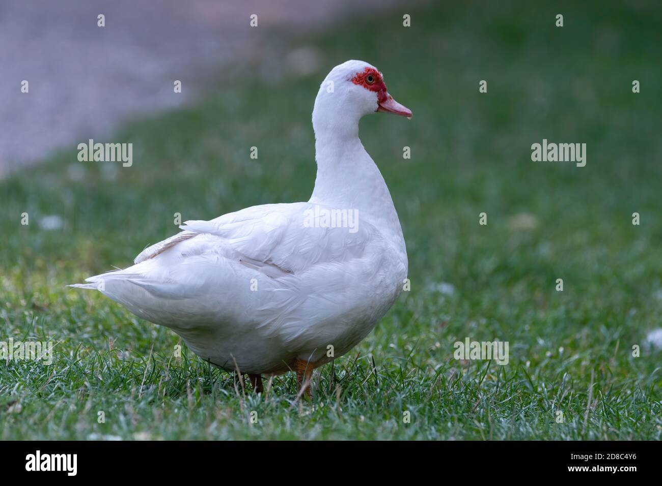 bird, gans, ente, weiß, tier, natur, gans, gras, bauernhof, schnabel, Stock Photo