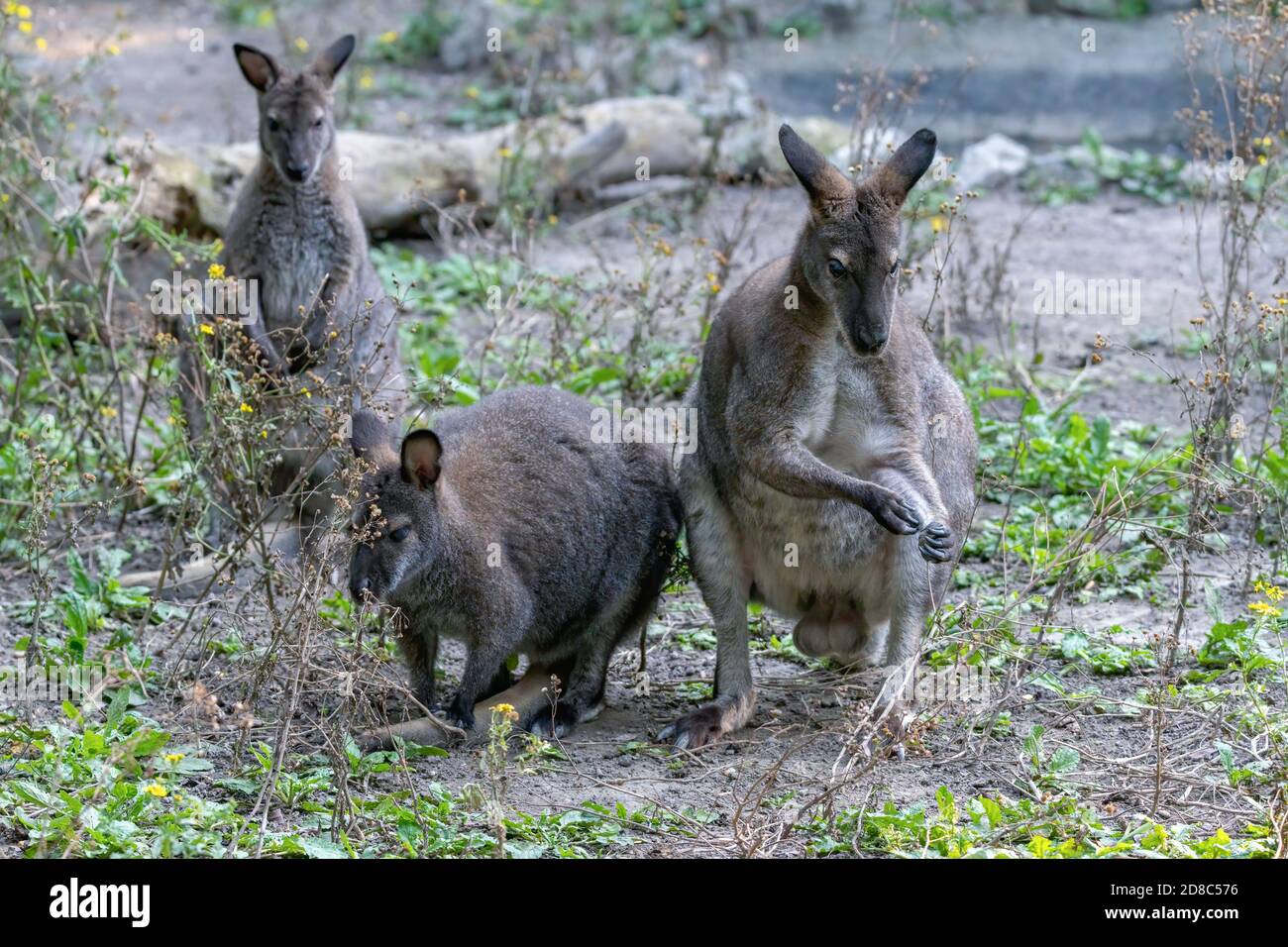 tier, kangaroo, säugetier, wild lebende tiere, natur, wallabies, australien Stock Photo