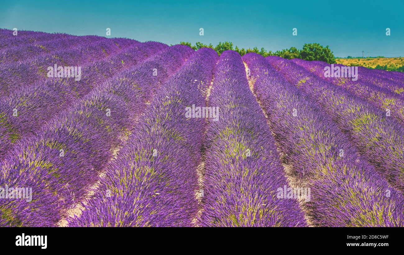 Blooming Bright Purple Lavender Flowers In Provence, France. Summer Season Stock Photo