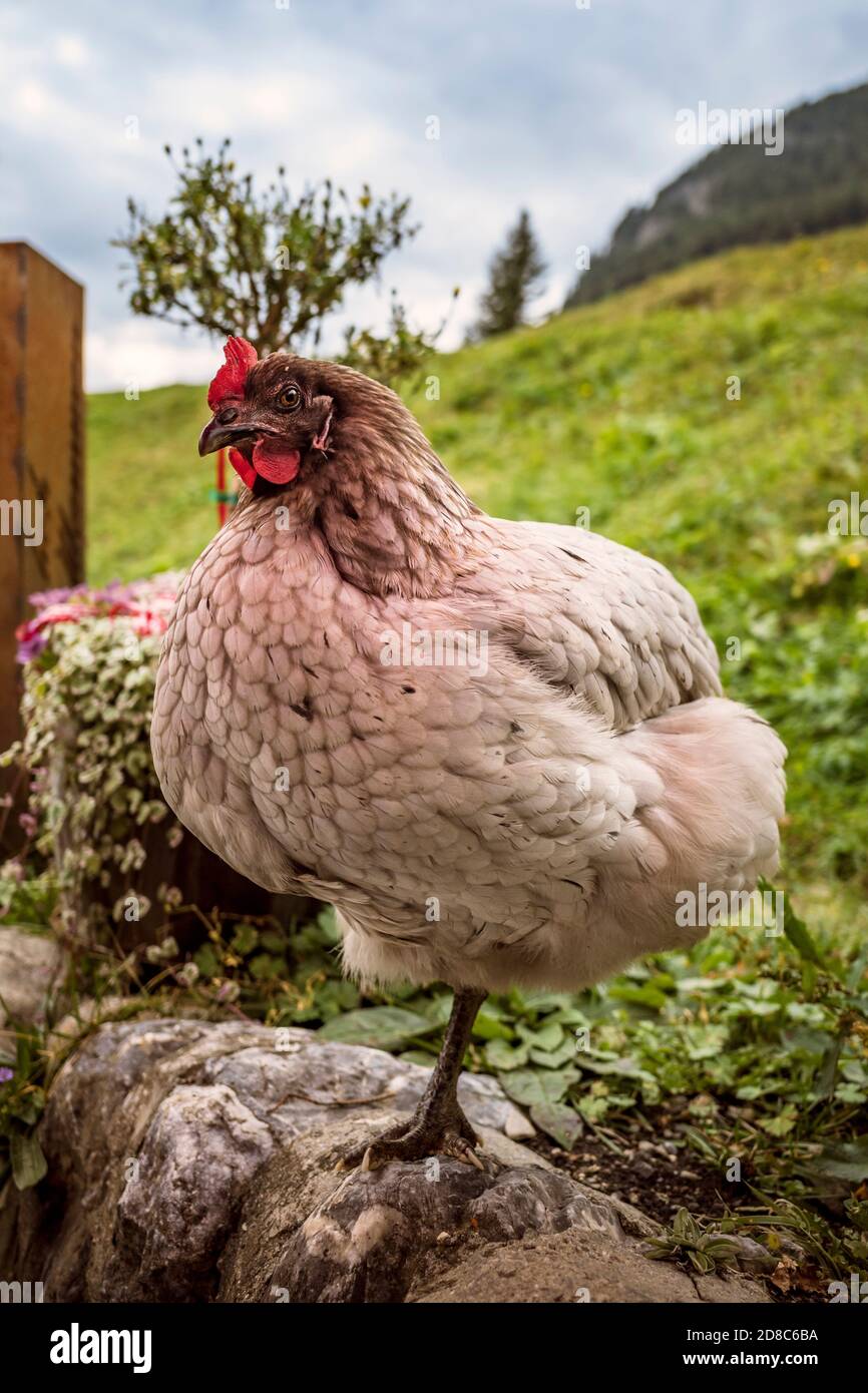 Hen on an organic farm Stock Photo