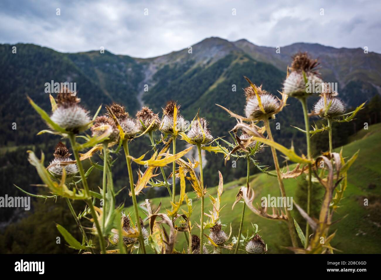 thistle by the wayside, mountain flowers, alpine herbs Stock Photo