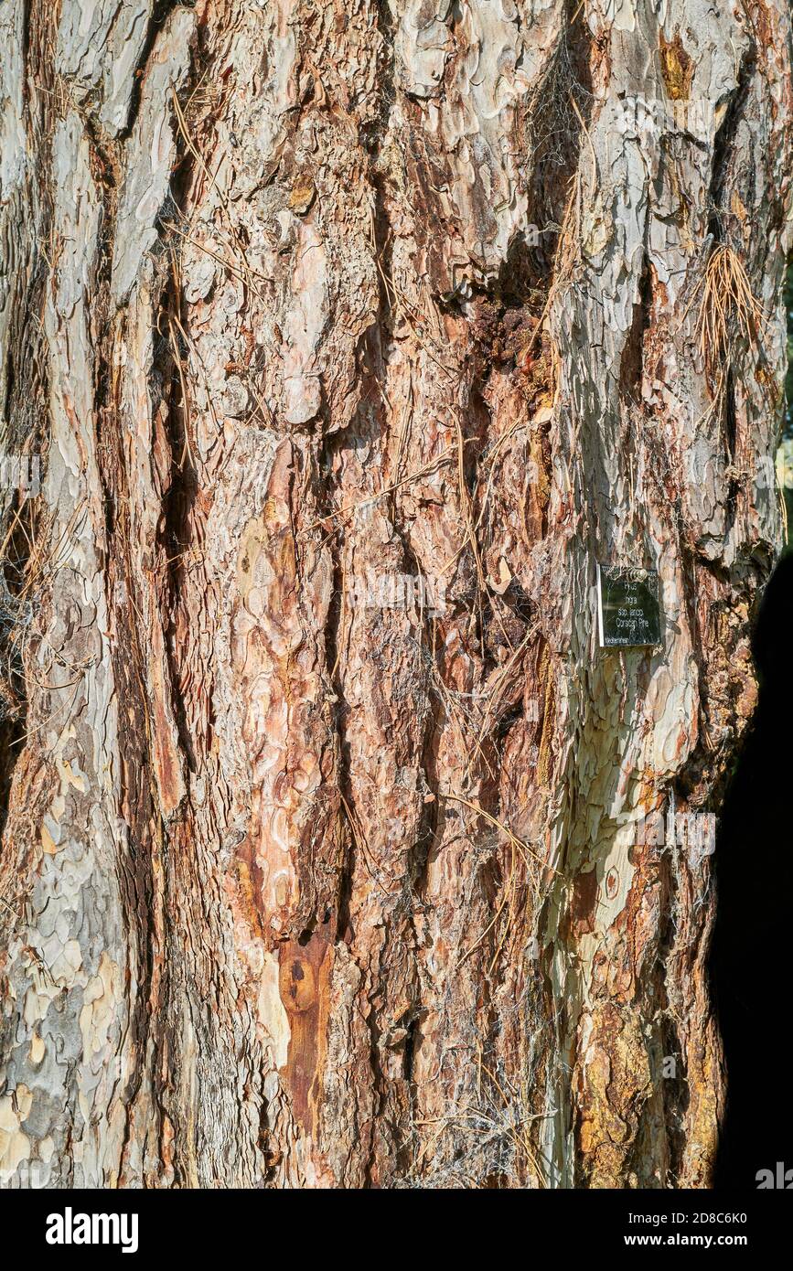 Bark of the corsican pine tree (pinus nigra) during autumn at the botanic garden, university of Cambridge, England Stock Photo