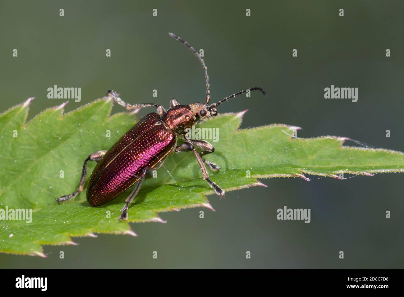 Seidiger Rohrkäfer, Rohrkäfer, Plateumaris sericea, reed beetle, reed-beetle, reed beetles Stock Photo