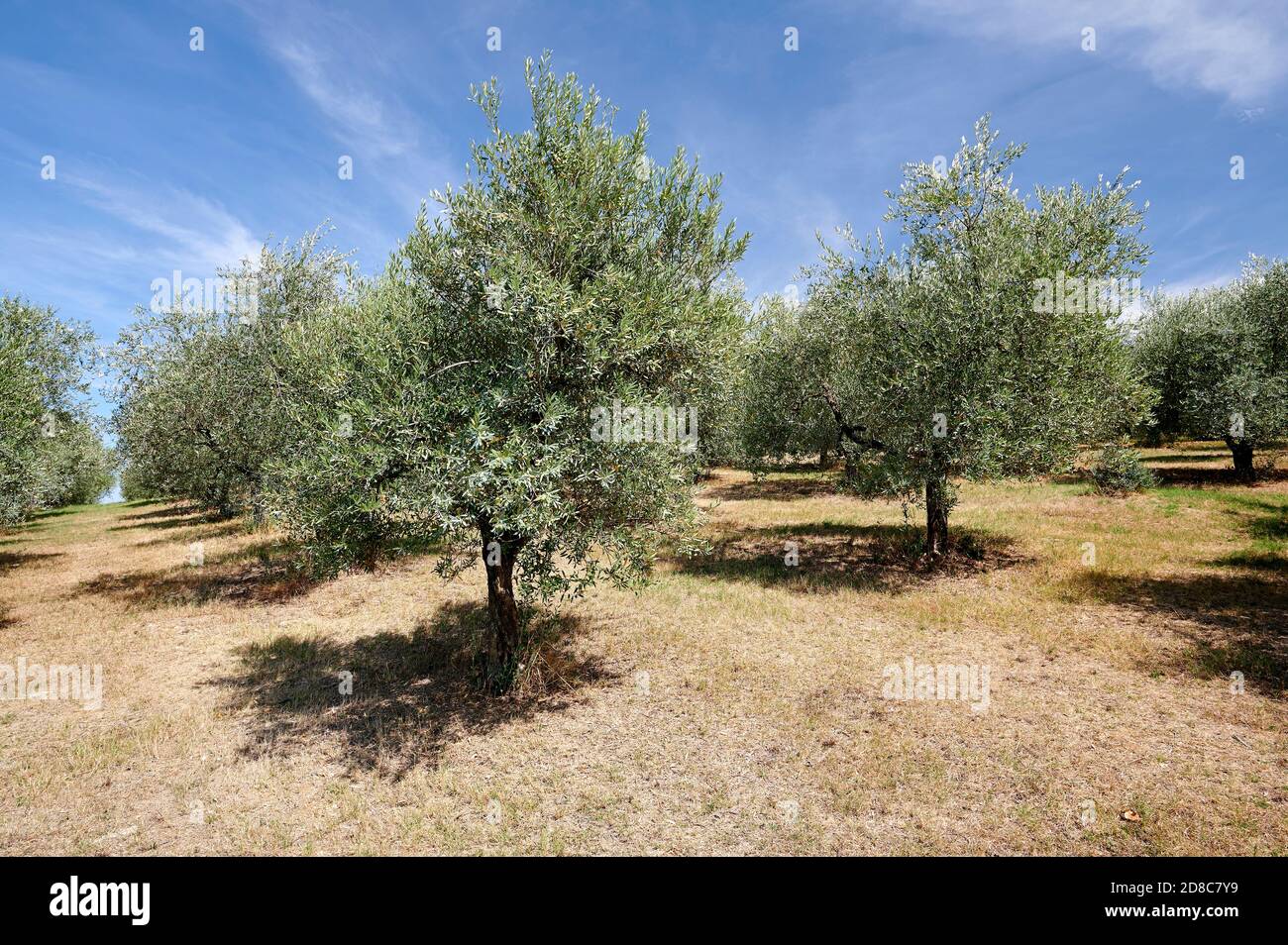 San Casciano Val di Pesa (Fi), Italy, cultivation of olive trees Stock Photo