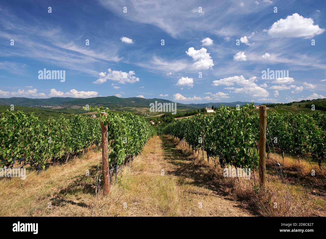 Mercatale Val di Pesa (Fi),Italy, a vineyard Stock Photo