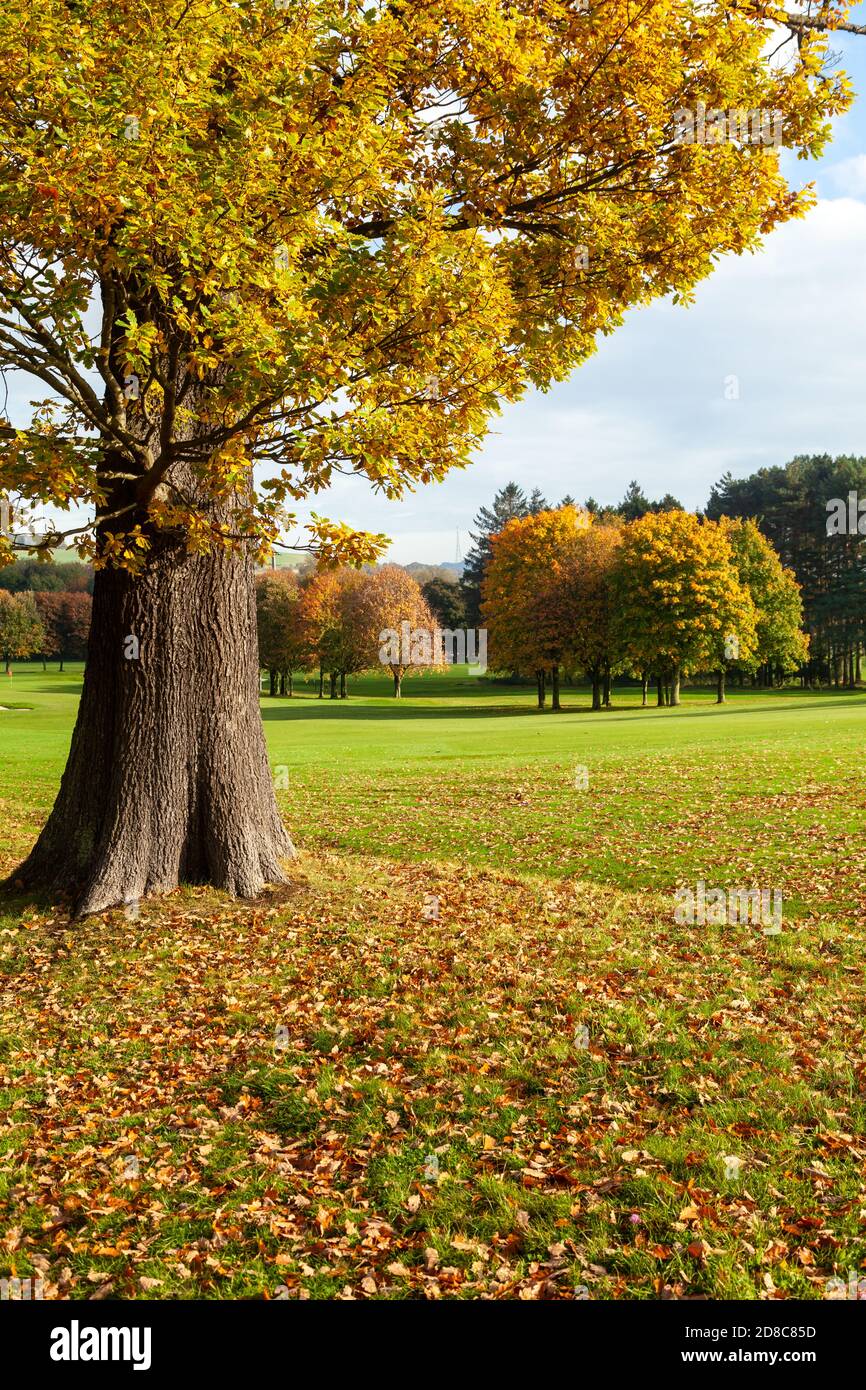 Beautiful autumn colours on Aberdour Golf Course, Fife Stock Photo