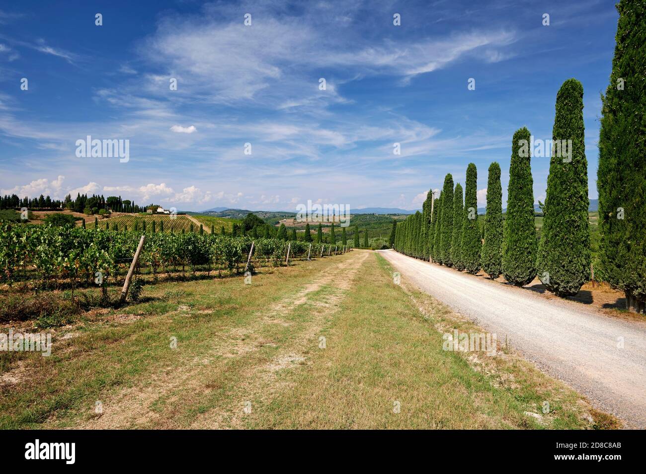 Mercatale Val di Pesa (Fi),Italy, a dirt road between the vineyards Stock Photo