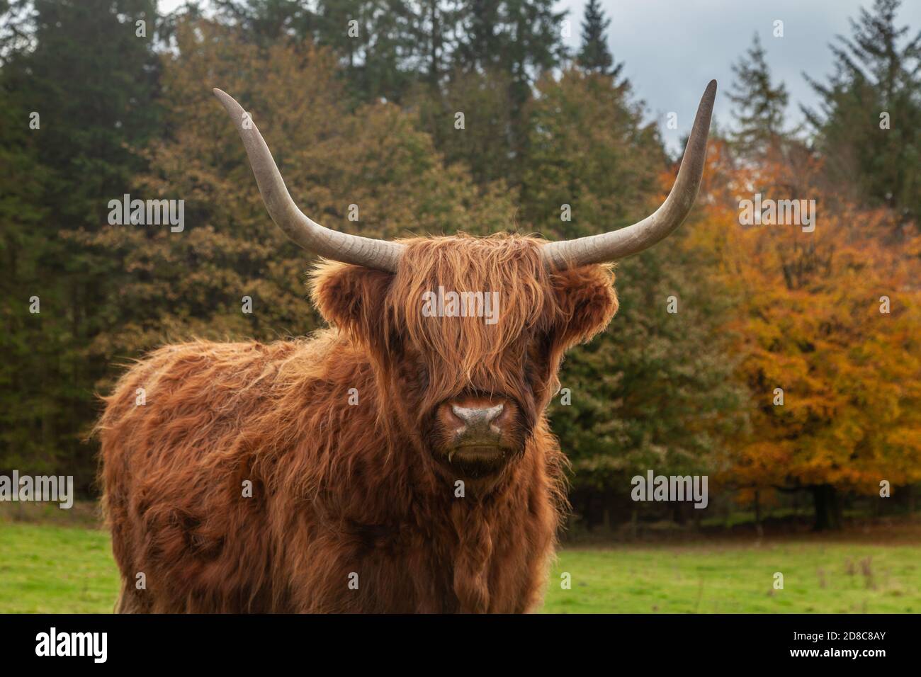 Portrait of a Scottish Highland Cow standing in a field against autumn colours. Stock Photo
