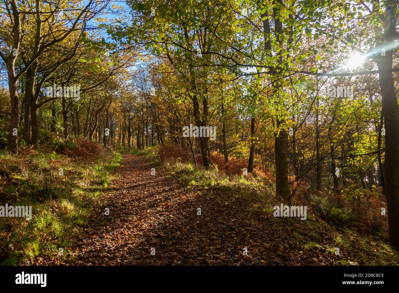A autumn scene in woodland near Dalgety bay Fife. Stock Photo
