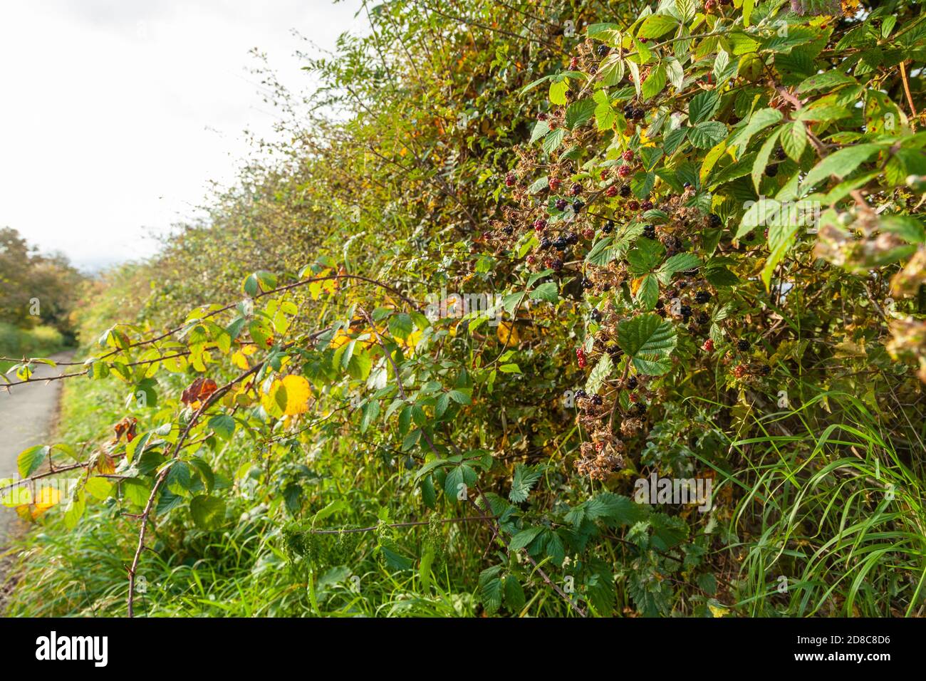 A hedgerow containing blackberries in late autumn, Scotland Stock Photo