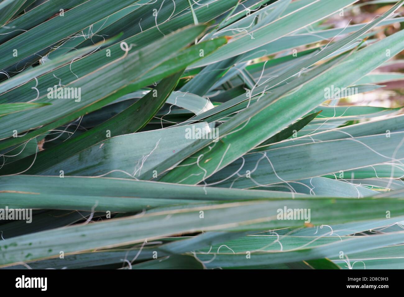 Yucca leaves background. yukka Palm tree growing outdoors. green aesthetics. selective focus. unpretentious plants for home greenery and garden. shrub with long spiky leaves and white curly treads  Stock Photo