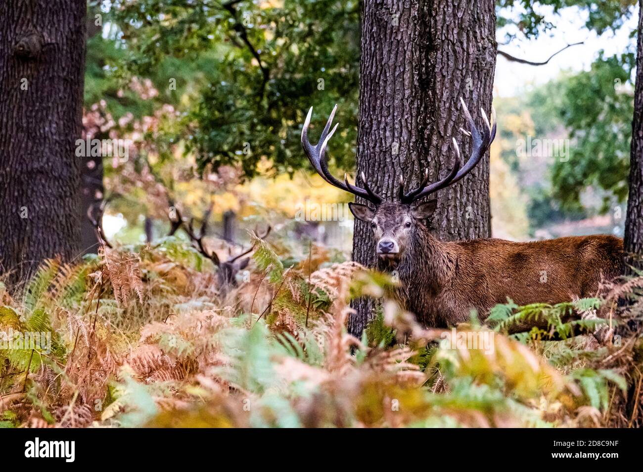 Portrait of a Stag in Richmond park Stock Photo