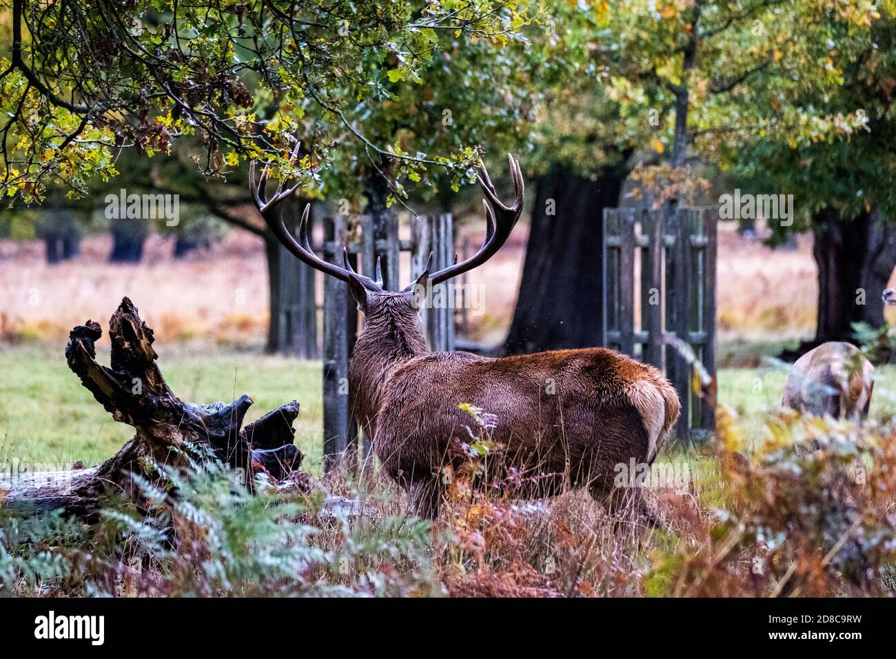 Stag Mateing Ritual Mating red deer stag hi-res stock photography and images - Alamy