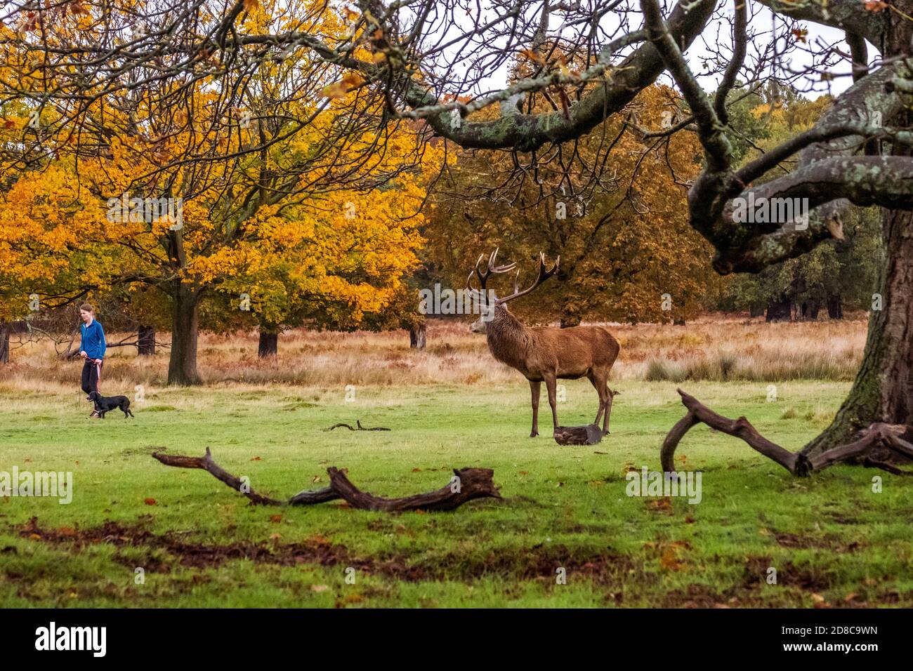 Stags and deers in Richmond park in London Stock Photo