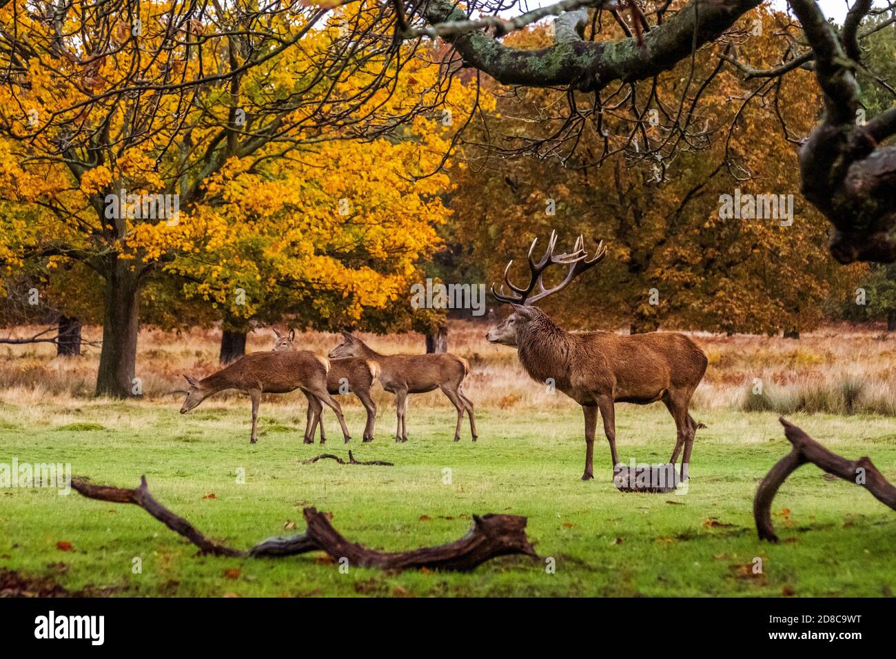 Stags and deers in Richmond park in London Stock Photo