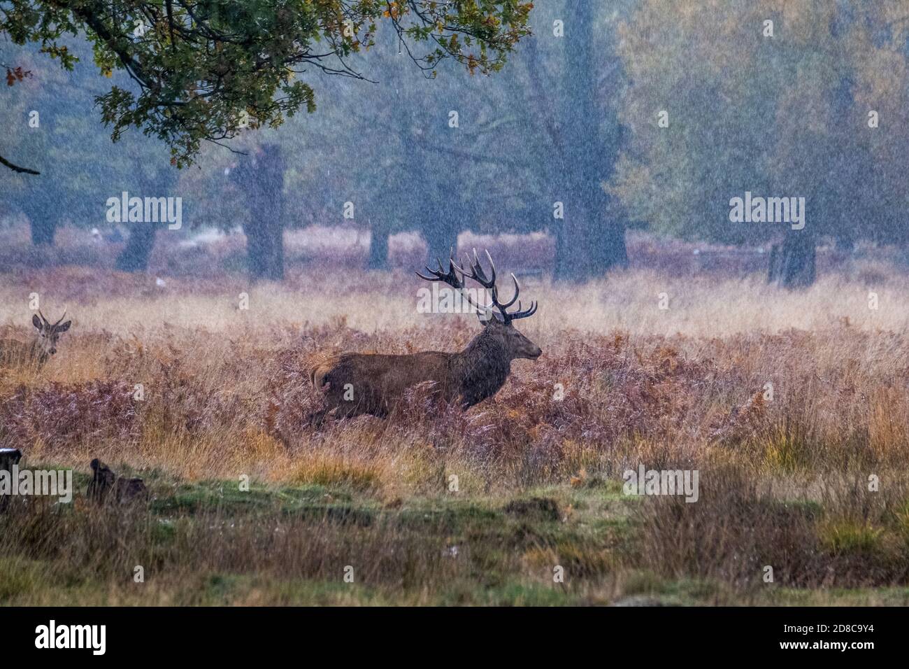 Stags and deers in Richmond park in London Stock Photo