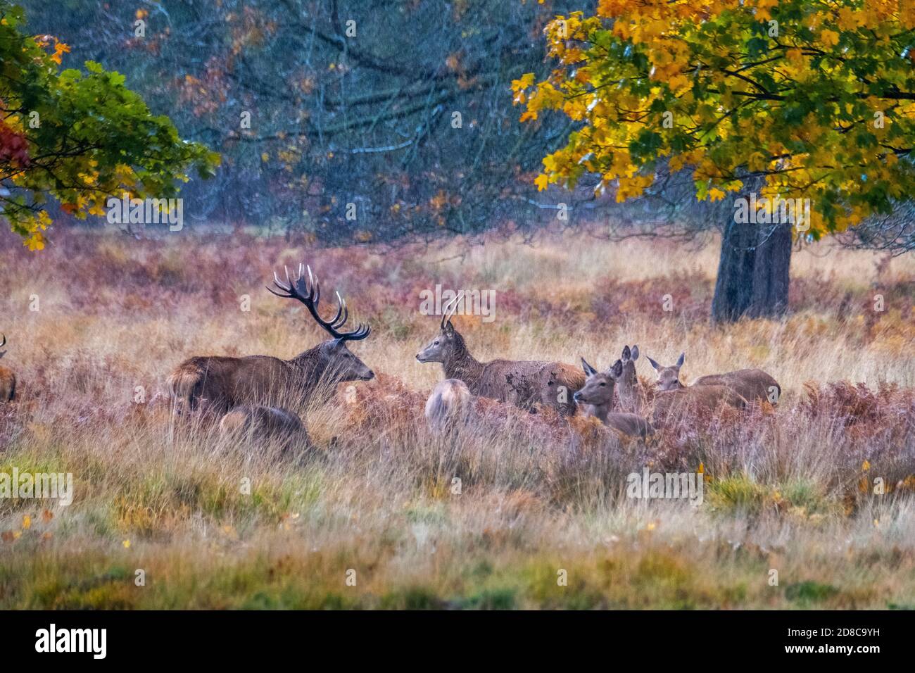 Stags and deers in Richmond park in London Stock Photo